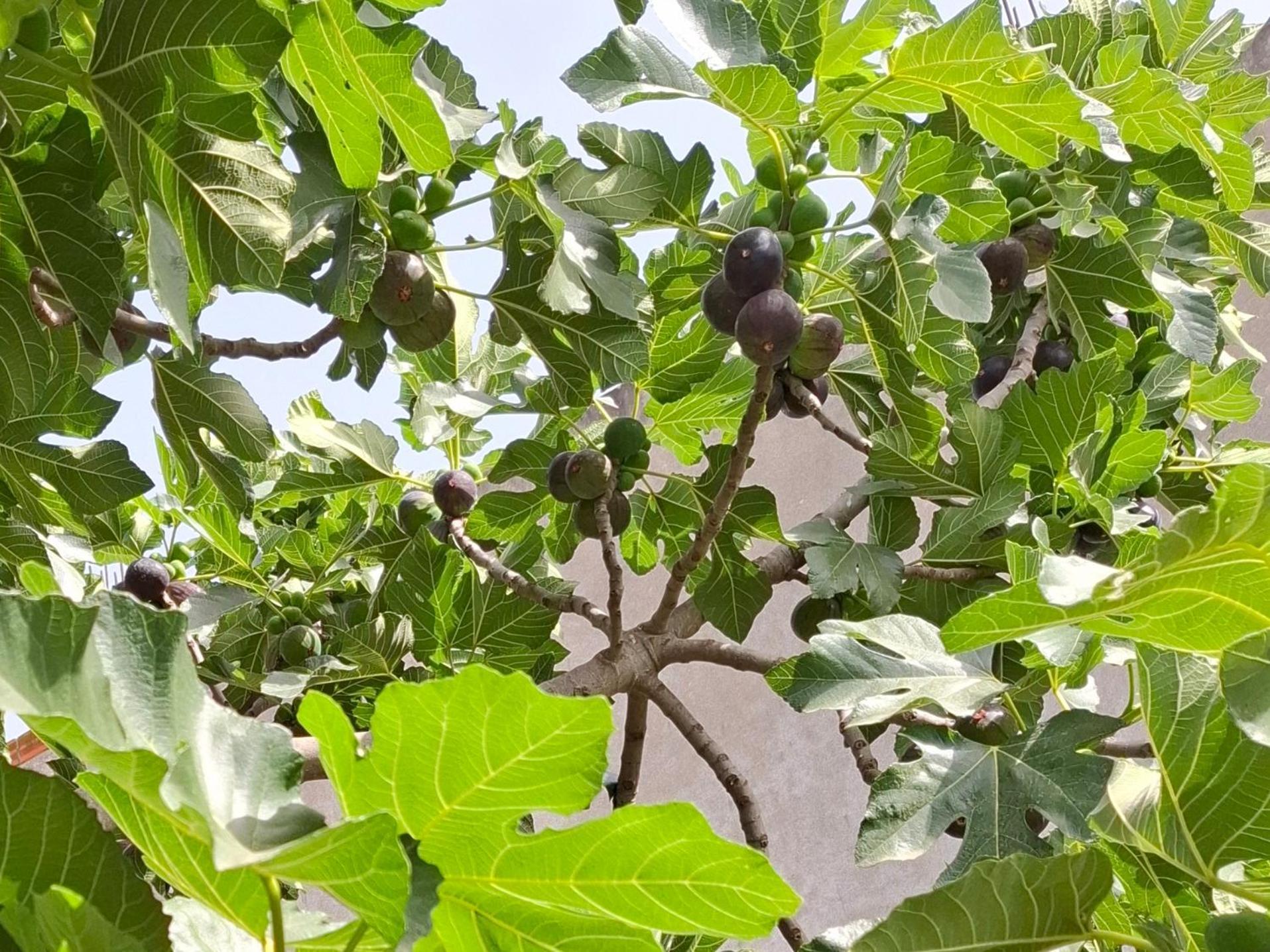 Vila Noar Vlora Kültér fotó